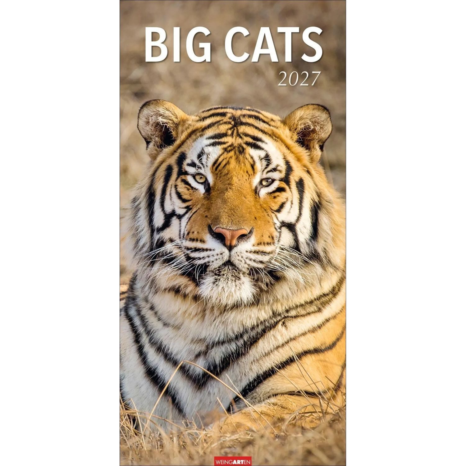 Wandkalender Big Cats Kalender 2027