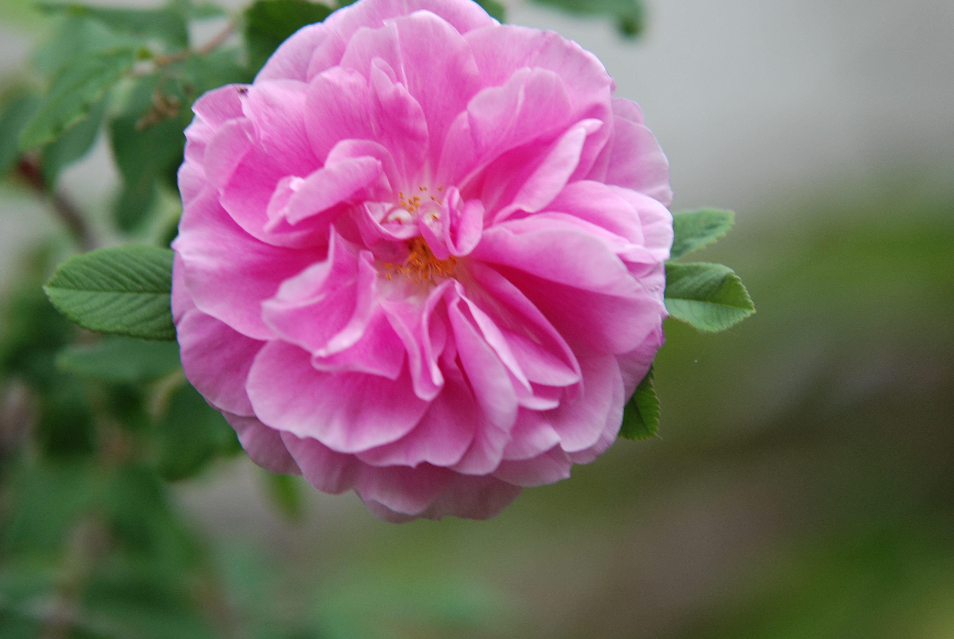 Baumschule Gold Rose Rose Therese Bougnet