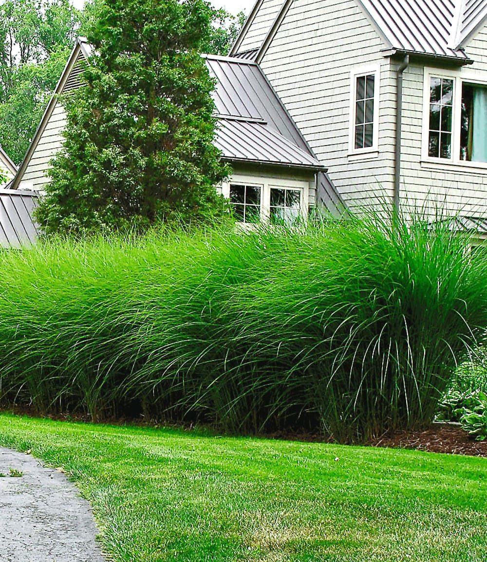 BALDUR Garten Gräser Chinaschilf 'Eulalia', 3 St., Elefantengras, winterhart, mehrjährig, pflegeleicht