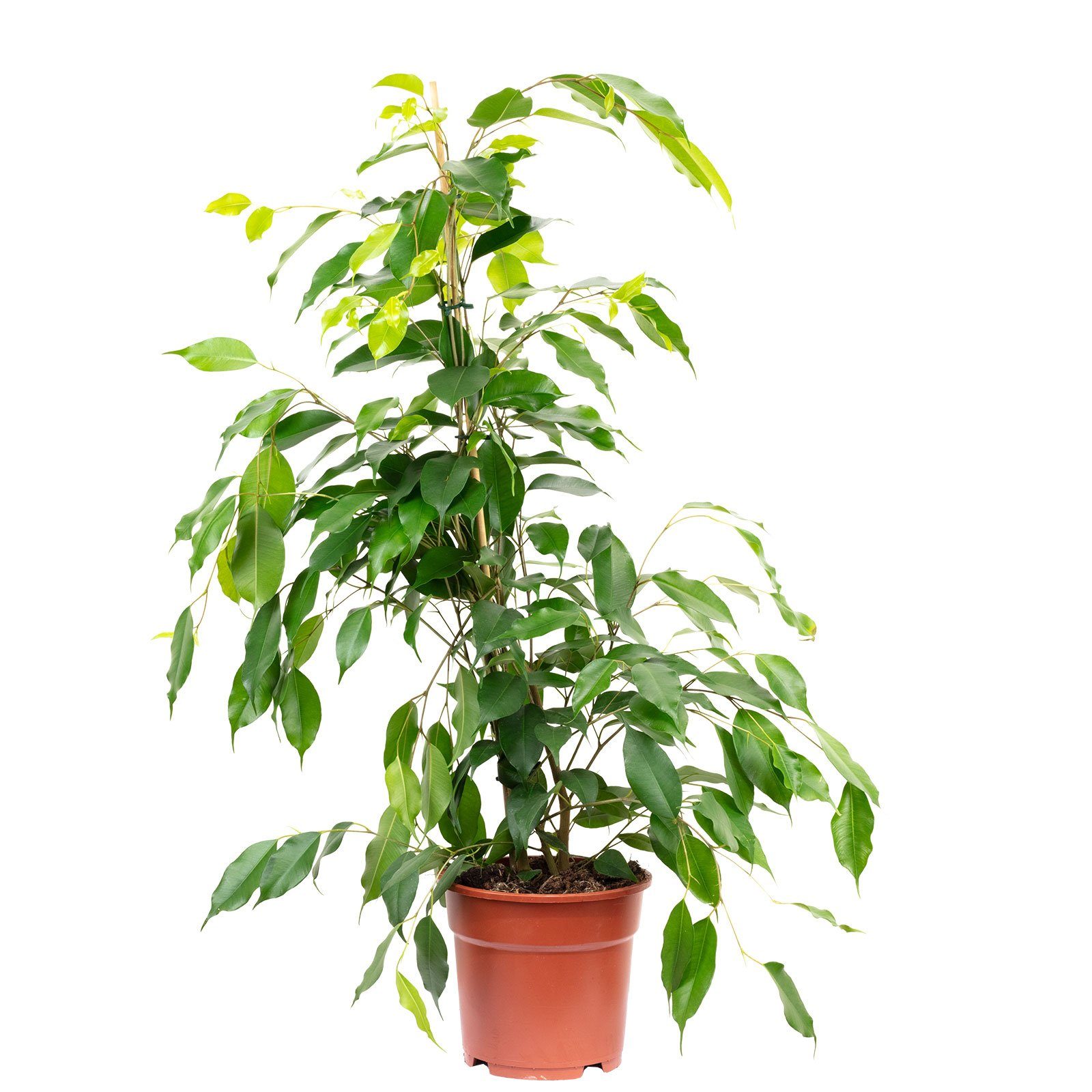 Flowerbox Zimmerpflanze Birkenfeige "Forever" - Ficus benjamini, - Höhe ca. 75 cm, Topf-Ø 17 cm
