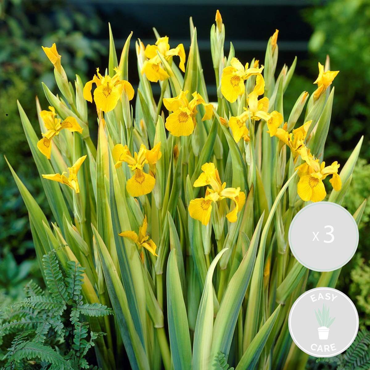 Bloomique Wasserpflanze 3er-Set Iris Pseudacorus, Schwertlilie, 15-25 cm, Topf 9 cm, 3 St.