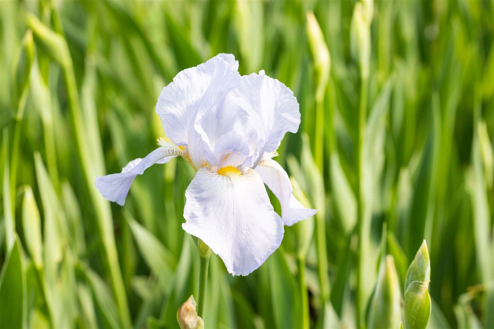 Pflanzen für Dich Staude Iris x barb.-elatior 'Blue Sapphire', 1 St., Bart-Iris, Schwertlilie – Bild 2 von 3