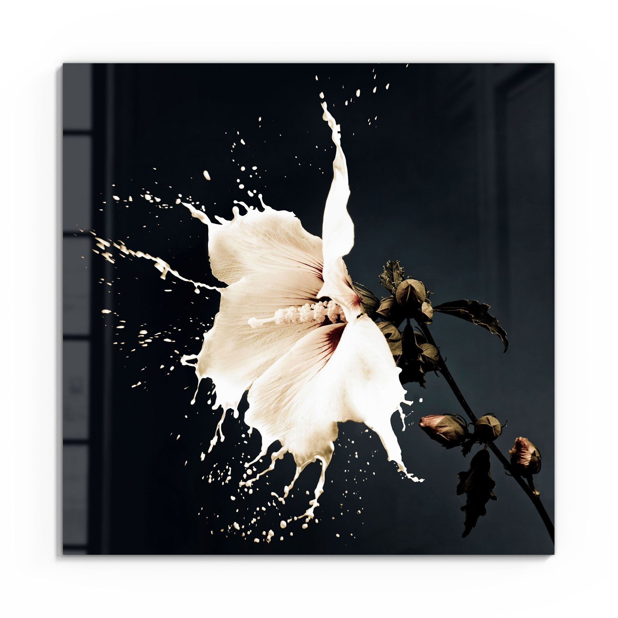 DEQORI Glasbild 'Milchige Blüte', 'Milchige Blüte', günstig online kaufen