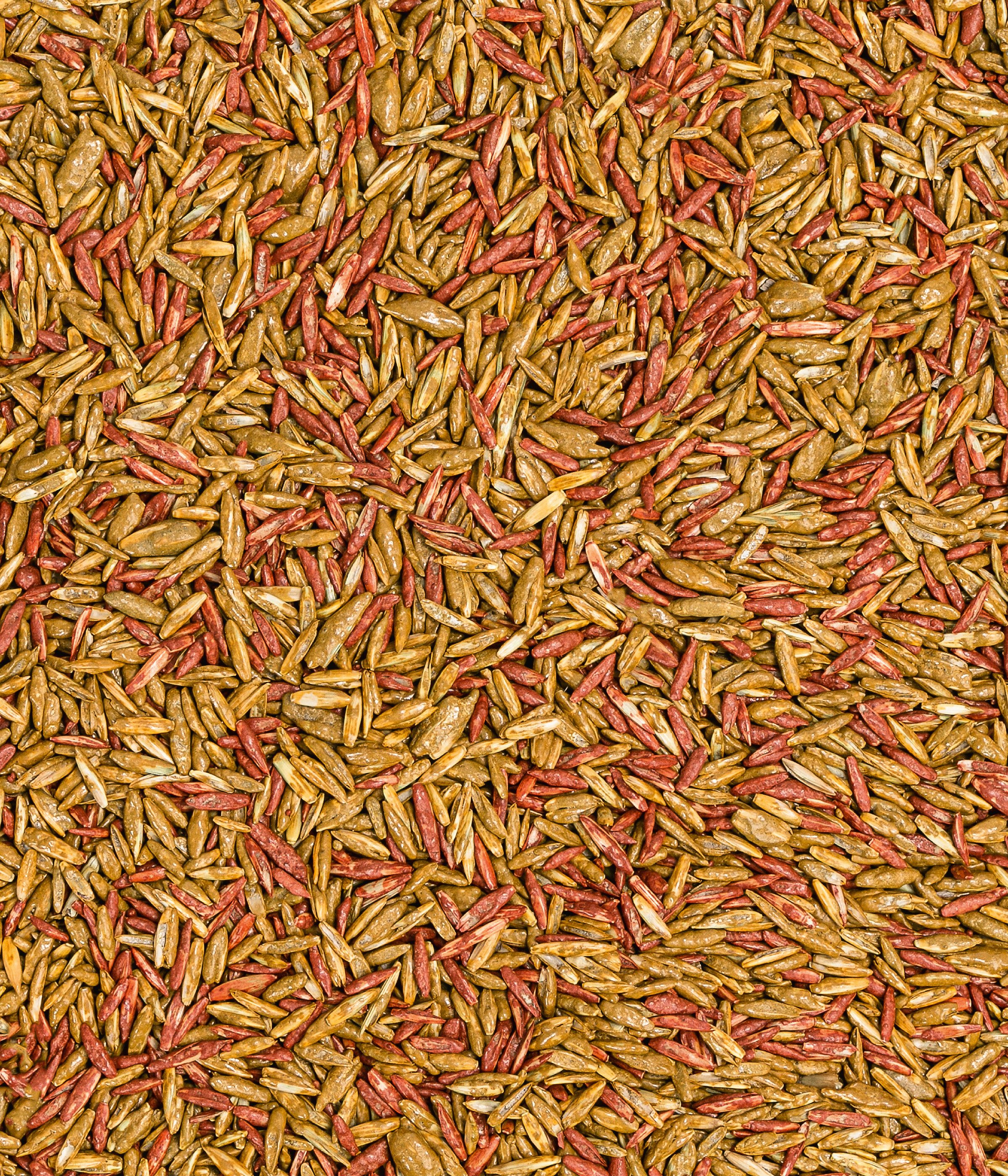 Dehner Rasensamen Rasen-Nachsaat Saatgut, schnell keimend, pflegeleicht, versch. Größen, 0,5 kg, trittfest, ideal zur Regeneration, hochwertige Mantelsaat