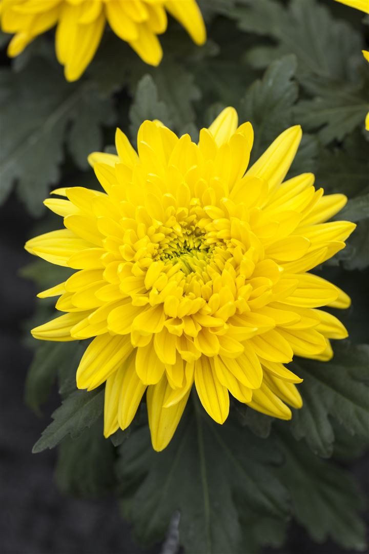 Pflanzen für Dich Staude Chrysanthemum hort. Bienchen, 1 St., Chrysantheme, Gartenchrysantheme