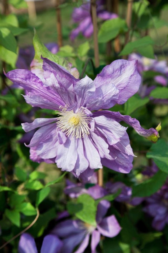 Thumbnail - Pflanzen für Dich Kletterpflanze Clematis Hybride Proteus, 1 St., Waldrebe, Clematis, gefülltblühend, rosa-lila