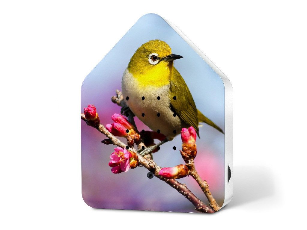 Relaxound GmbH Dekoobjekt Zwitscherbox günstig online kaufen