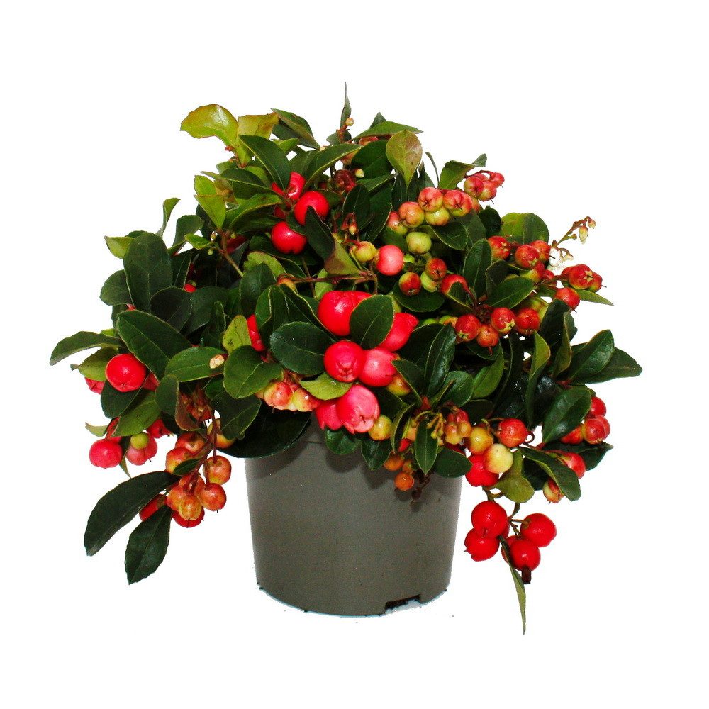 Exotenherz Beetpflanze Teppichbeere Gaultheria procumbens winterharte Pflanze