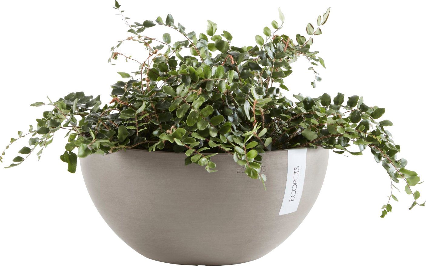 ECOPOTS Blumentopf BRUSSELS Taupe, BxTxH: 35x35x16,5 günstig online kaufen