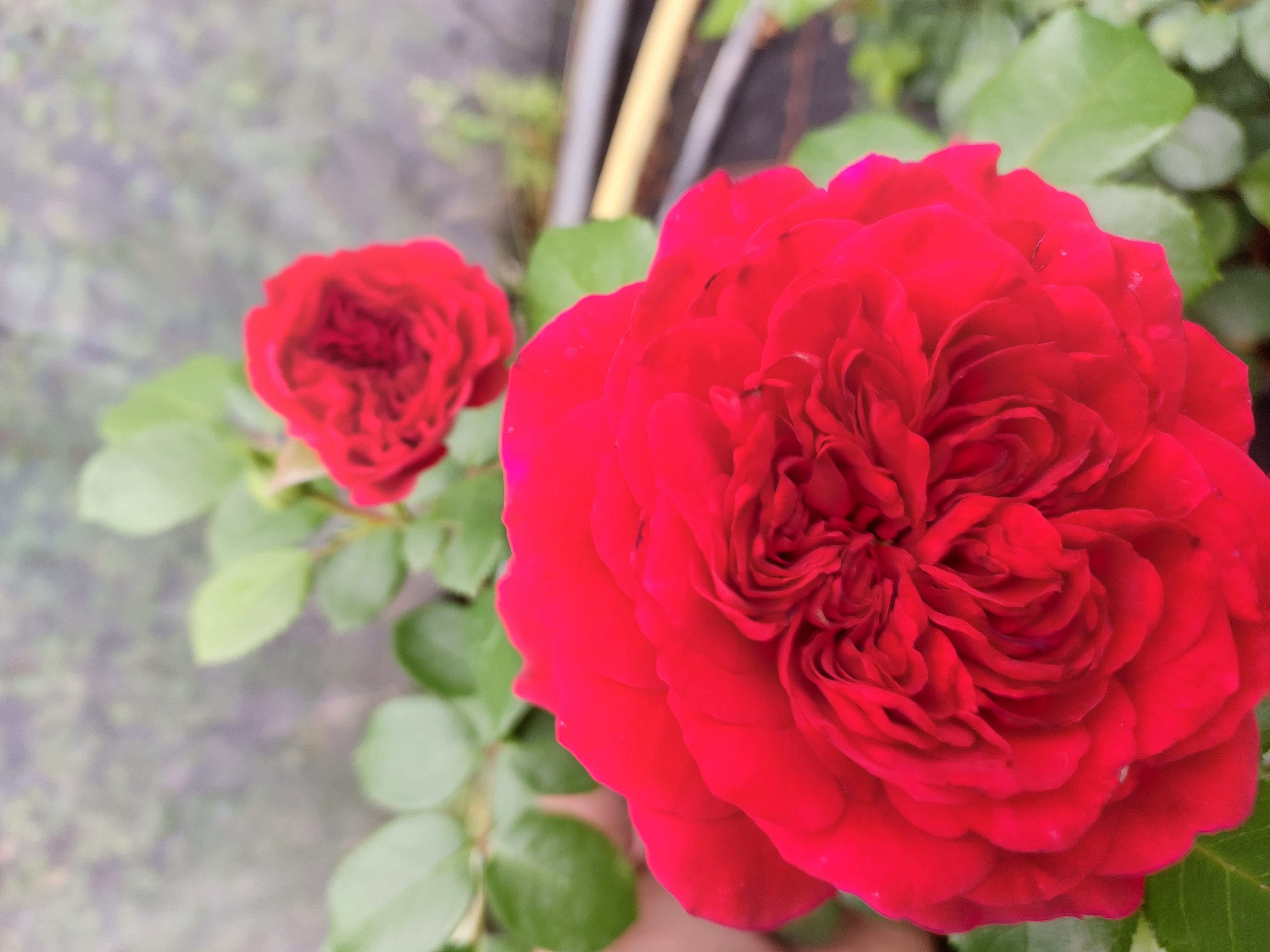 Baumschule Gold Rose Rose Red Leonardo da Vinci, 1 St.