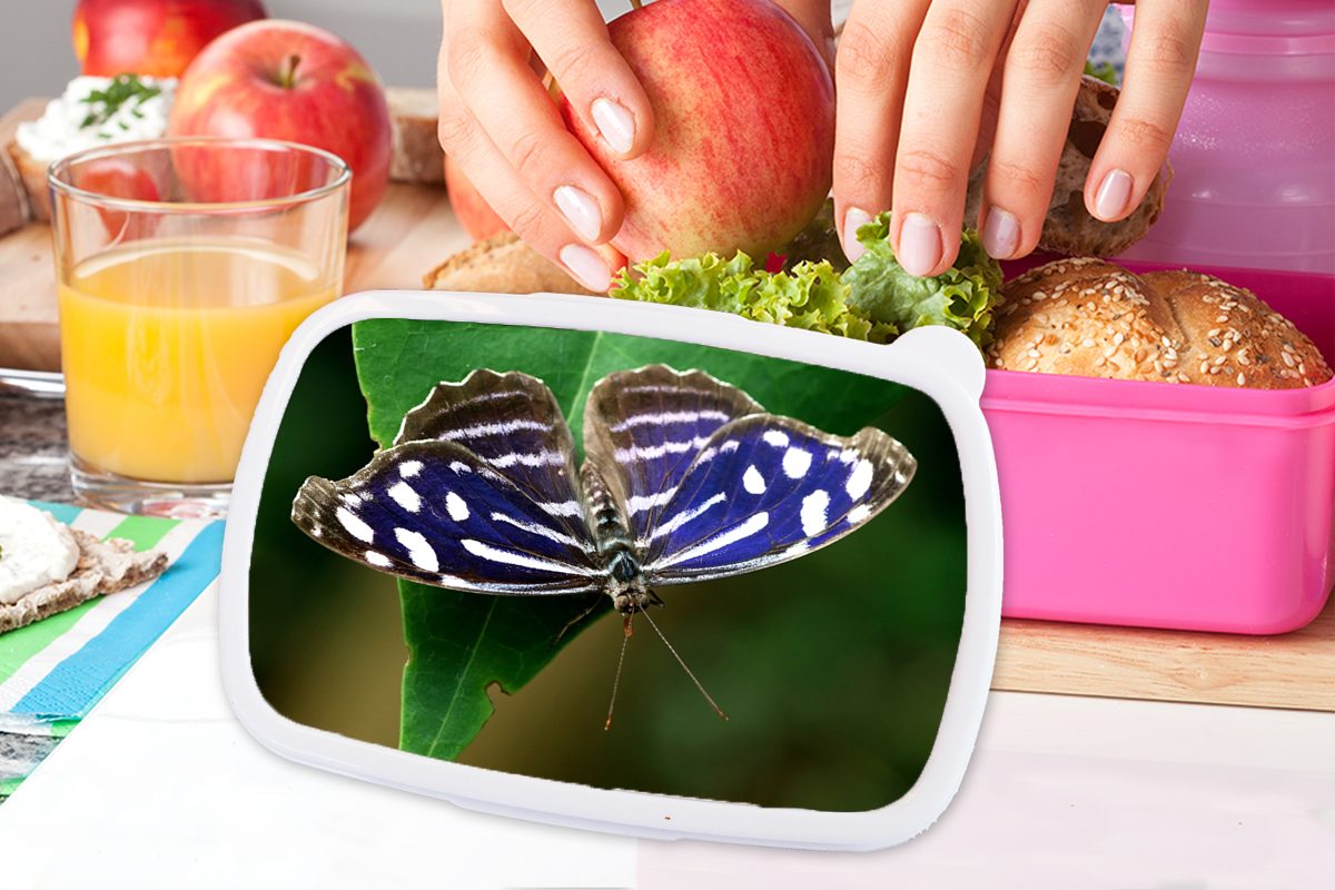 Mädchen, rosa Erwachsene, Blauer für Brotbox Meerbusenfalter, Brotdose Kunststoff Lunchbox (2-tlg), Kinder, Kunststoff, Snackbox, MuchoWow