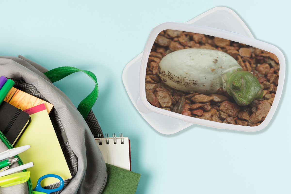 MuchoWow Lunchbox Tier für - Kunststoff, - und und Jungs weiß Brotdose, Erwachsene, Kinder Chamäleon für (2-tlg), Brotbox Mädchen Ei