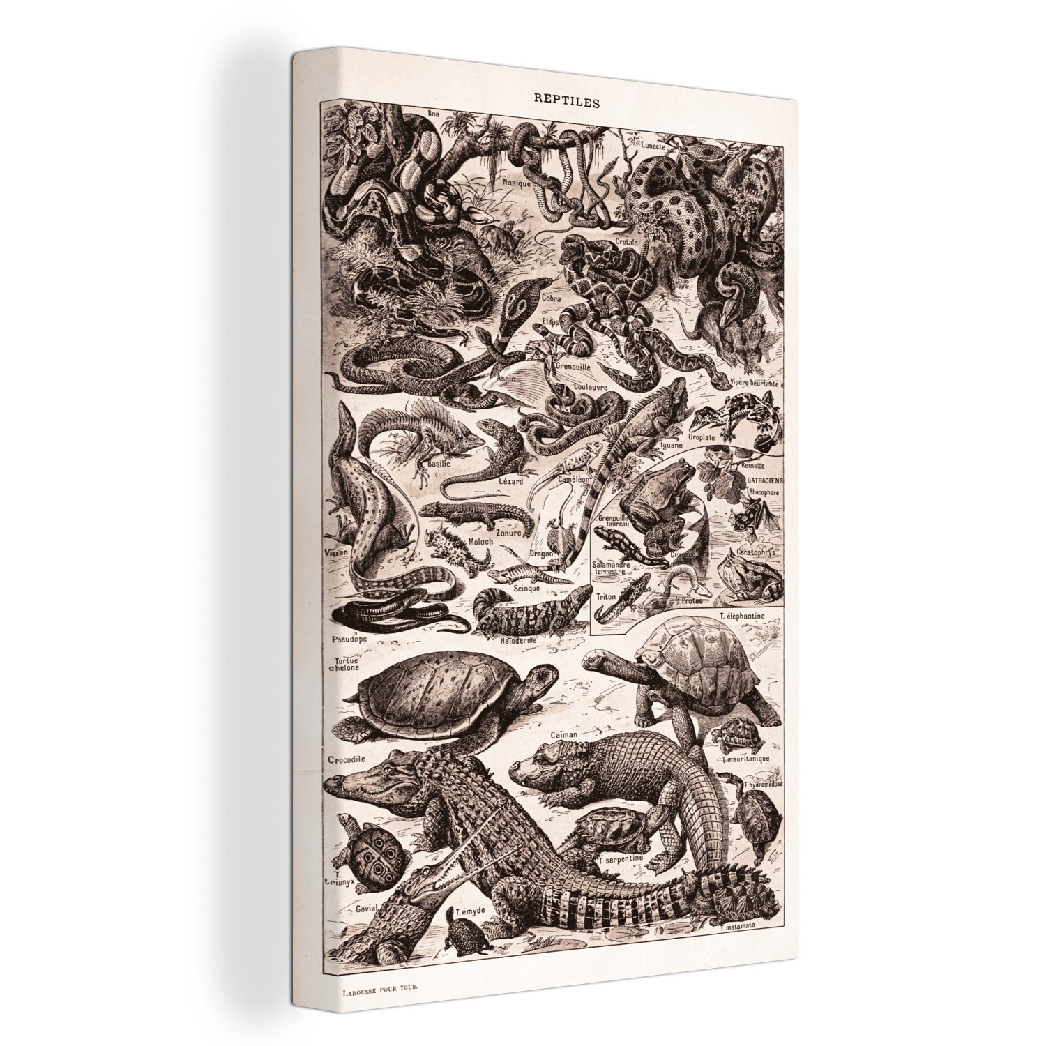 OneMillionCanvasses® Leinwandbild Reptilien - Tiere - Schwarz - Weiß, (1 St), Leinwandbild fertig bespannt inkl. Zackenaufhänger, Gemälde, 20x30 cm
