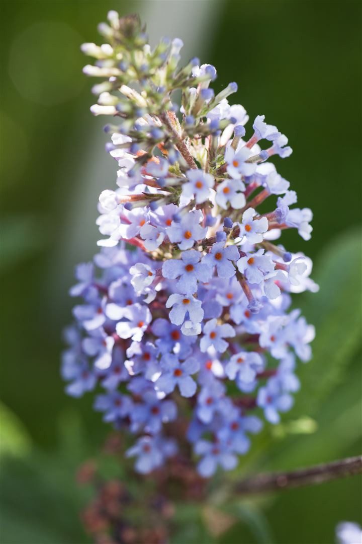 Pflanzen für Dich Gehölze Buddleja davidii Sky Blue, 1 St., Schmetterlingsflieder, Sommerflieder
