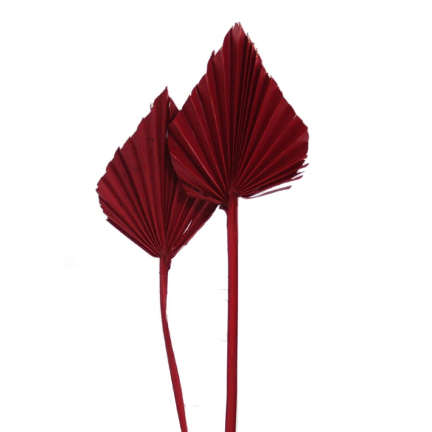 Trockenblume Palmspear mini - 100 Stück Beutel - rot