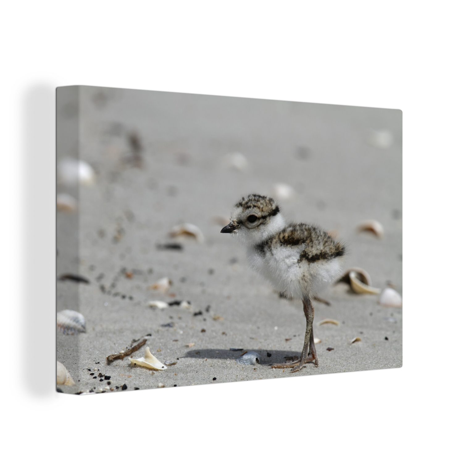 OneMillionCanvasses® Leinwandbild Vogel - Muscheln - Watteninseln, (1 St), Wandbild Leinwandbilder, Aufhängefertig, Wanddeko, 30x20 cm