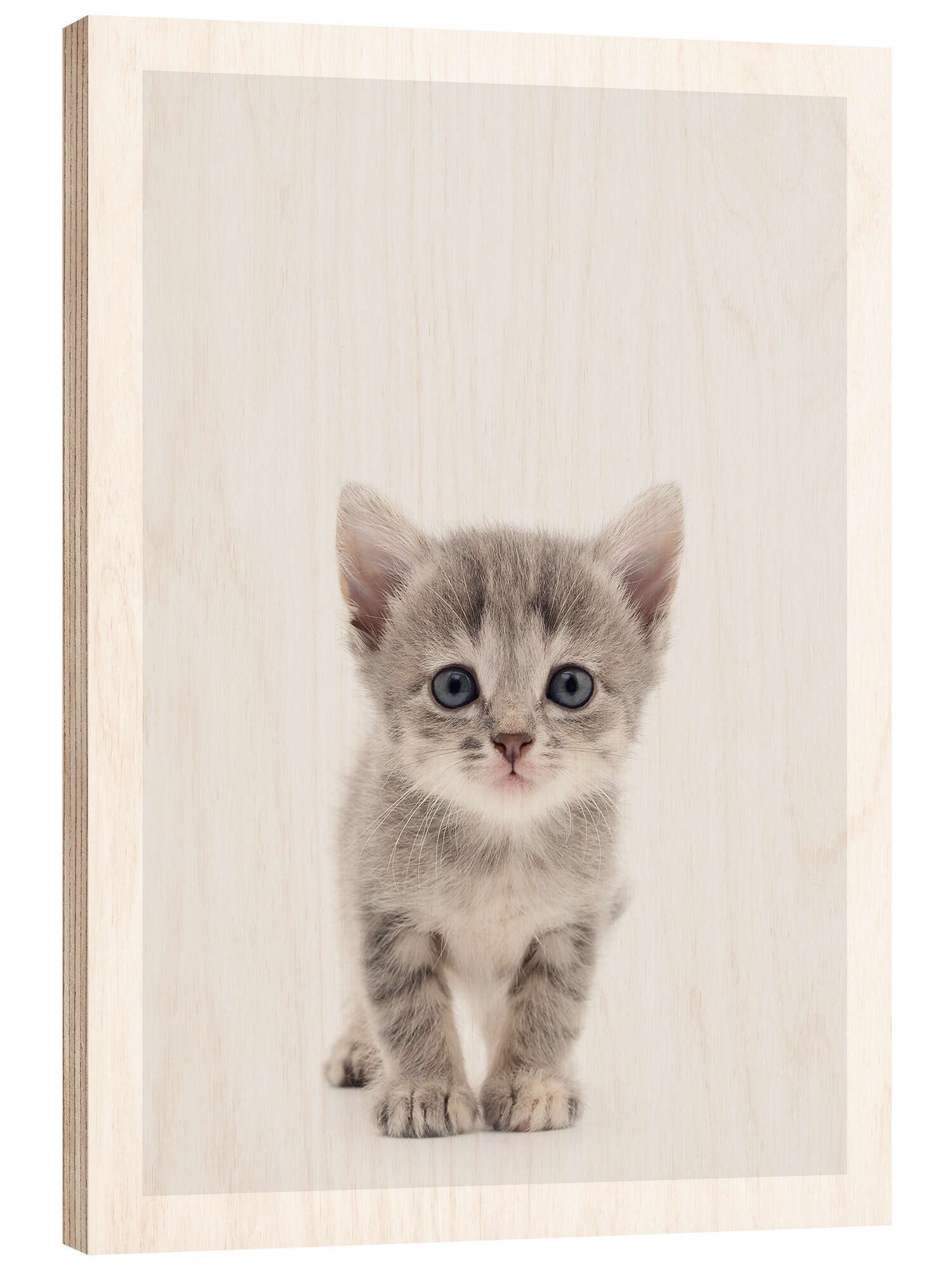 Posterlounge Wandbild Neugieriges Kätzchen, Animal Kids Collection, erhältlich als Poster, Leinwandbild, Wandsticker oder Acrylglasbild