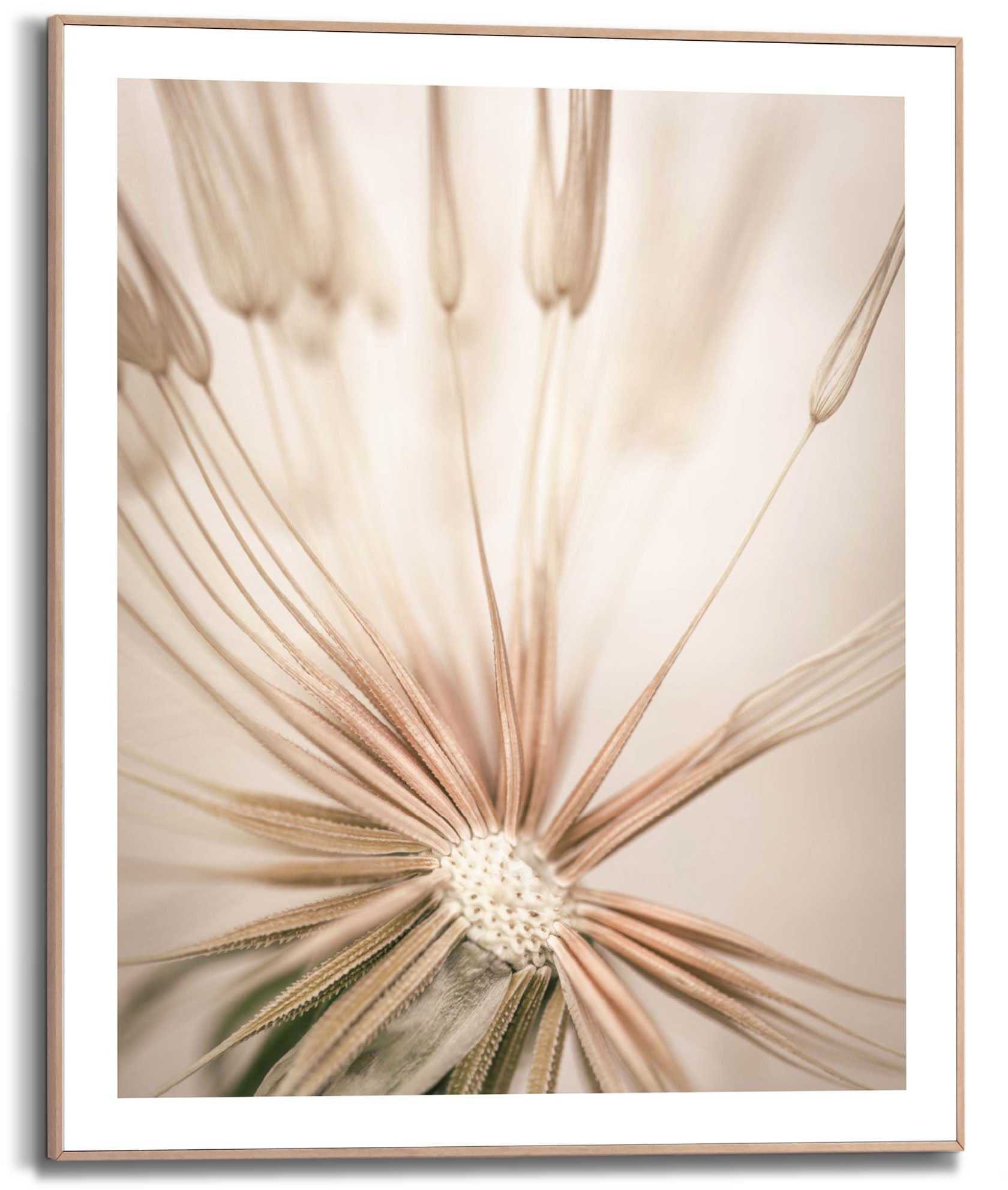 Pusteblume Reinders! Kunstdruck