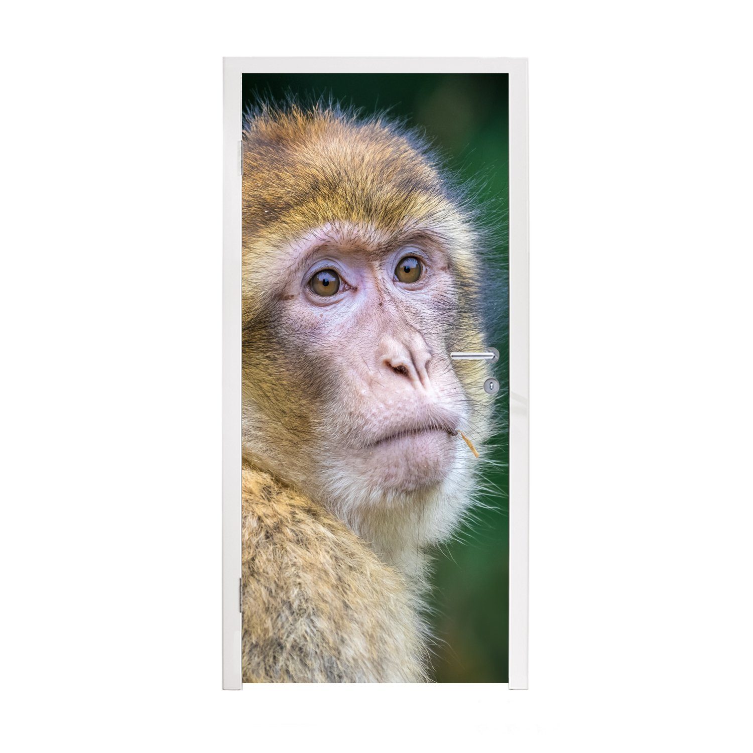 MuchoWow Türtapete Affen - Tiere - Porträt - Natur, Matt, bedruckt, (1 St), Fototapete für Tür, Türaufkleber, 75x205 cm