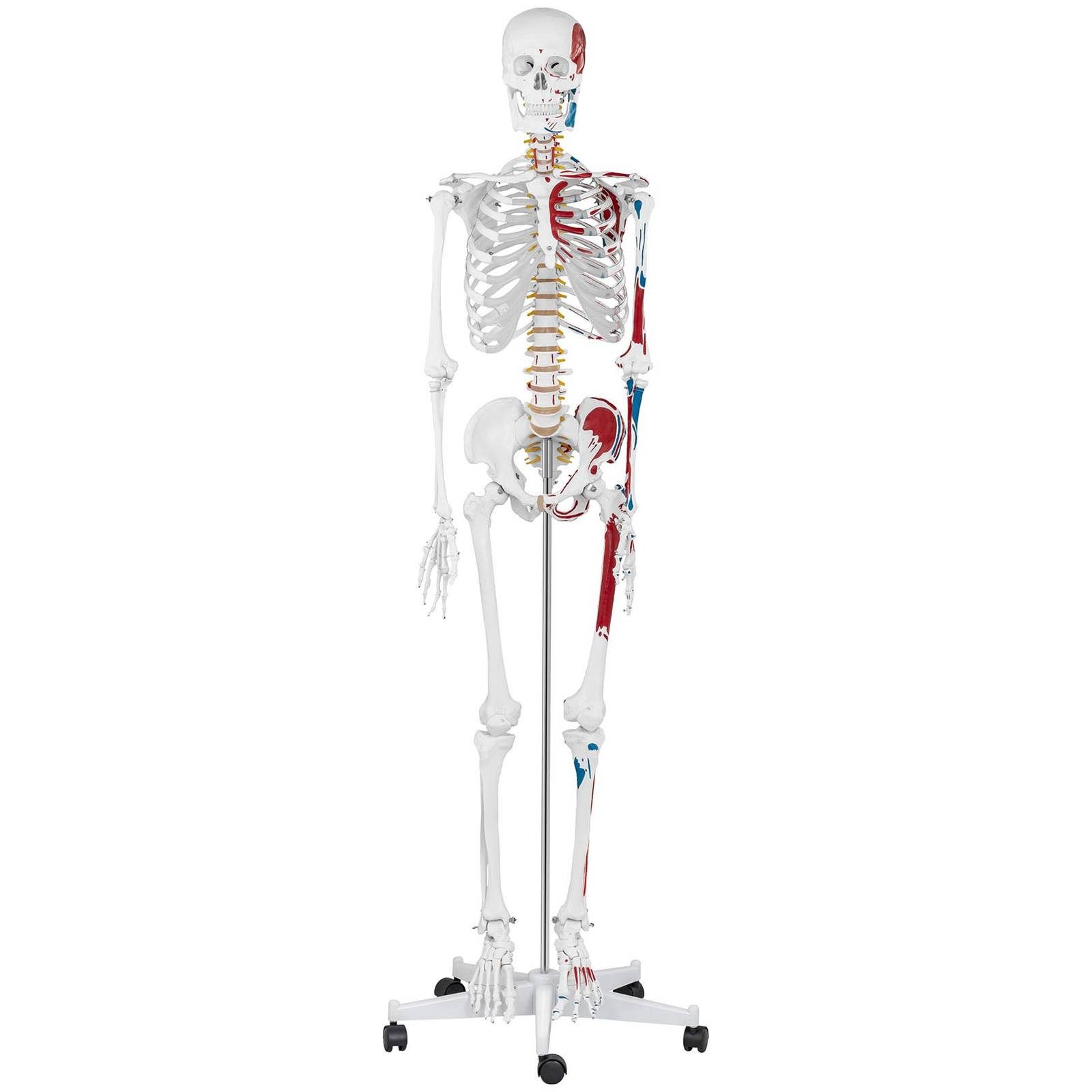 Physa Dekoobjekt Skelett Modell Menschliches Skelett Anatomisches Modell Skelett – Bild 5 von 5