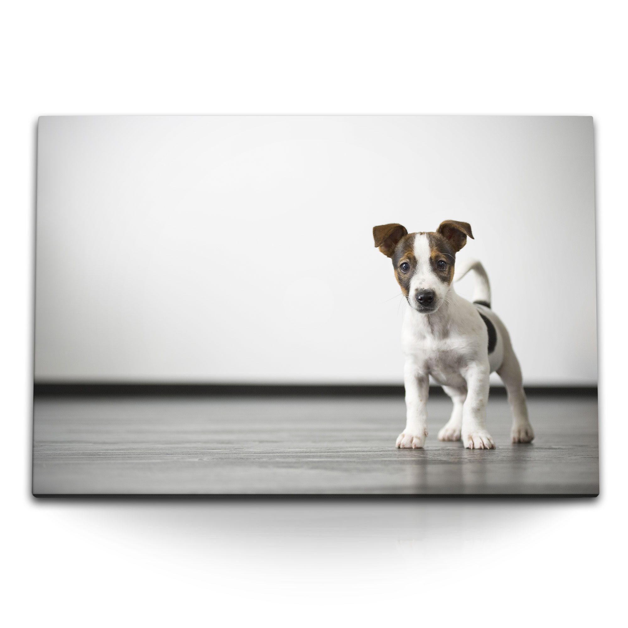 Sinus Art Leinwandbild 120x80cm Wandbild auf Leinwand Kleiner Welpe Hund Jack Russell Babyhun, (1 St)