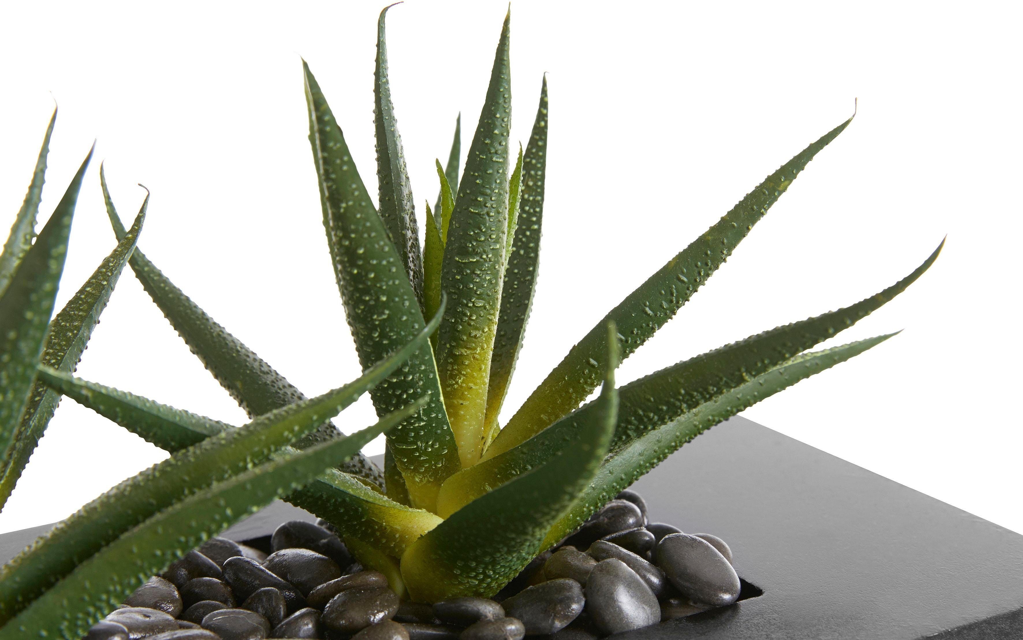 Kunstkaktus Agaven, OTTO home, Höhe 16 cm, Kunstpflanzen-Arrangement in zwei Größen in schöner Holzschale – Bild 5 von 5