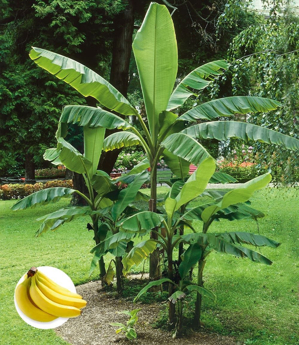 BALDUR Garten Bananenbaum Winterharte Banane 'grün', 3 St., Bananenstauden,winterhart, mehrjährig, pflegeleicht