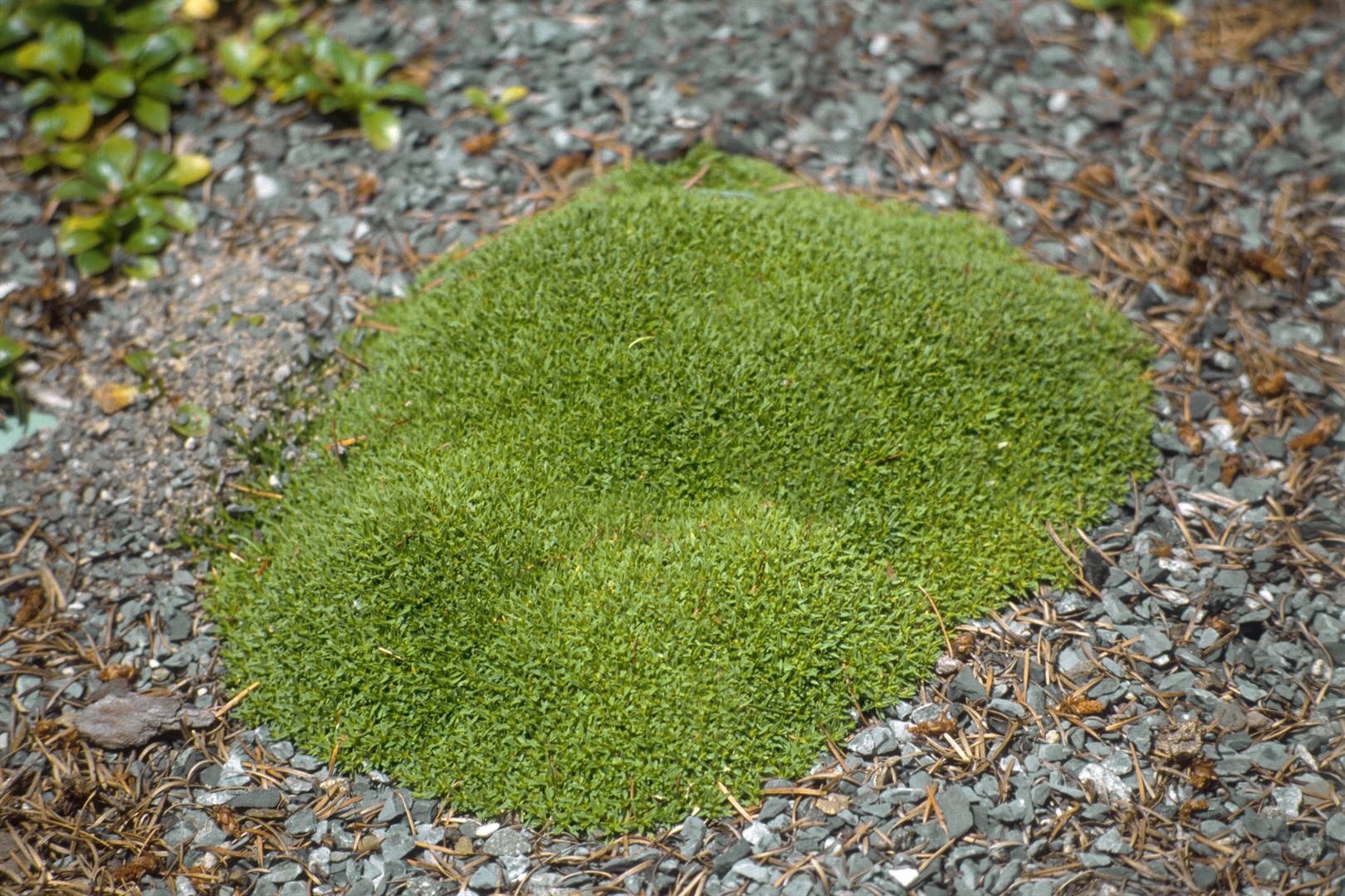 Pflanzen für Dich Staude Silene acaulis Floribunda, 1 St., Polster-Leimkraut, Stängelloses Leimkraut