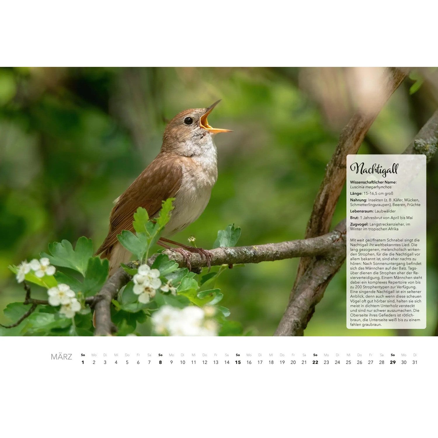 HEEL Verlag Wandkalender Unsere Gartenvögel Kalender 2026