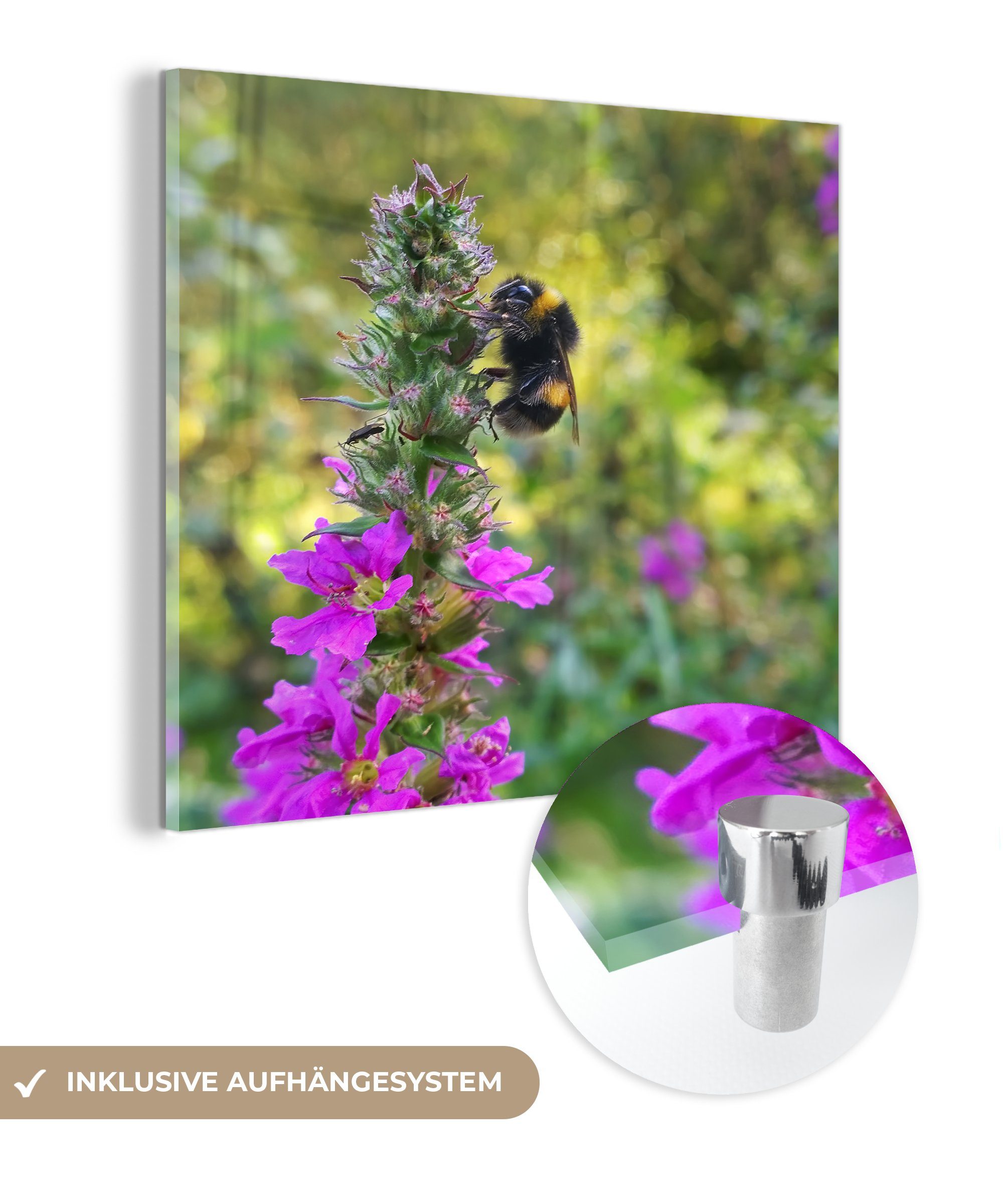 MuchoWow Acrylglasbild Hummel inmitten der Wanddekoration auf Glas St), Wandbild Glas auf - Bilder - - Foto Wildblumen, Glasbilder (1