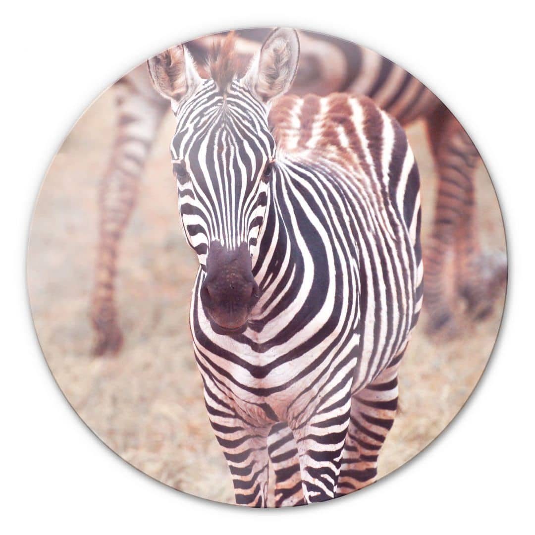 K&L Wall Art Gemälde Glas Wandbild Rund Glasbild Safari Tiere Afrika Zebra Fohlen, Wandschutz Deko Bilder