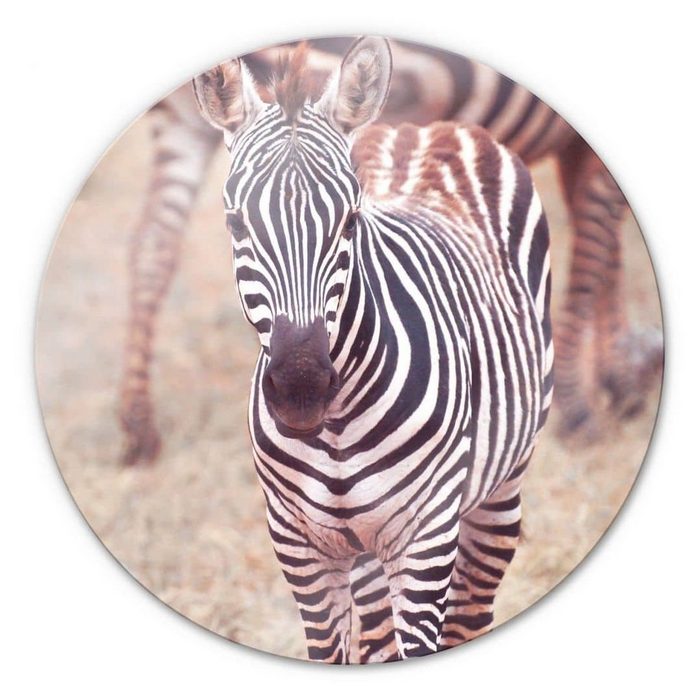 K&L Wall Art Gemälde Glas Wandbild Rund Glasbild Safari Tiere Afrika Zebra Fohlen Wandschutz Deko Bilder