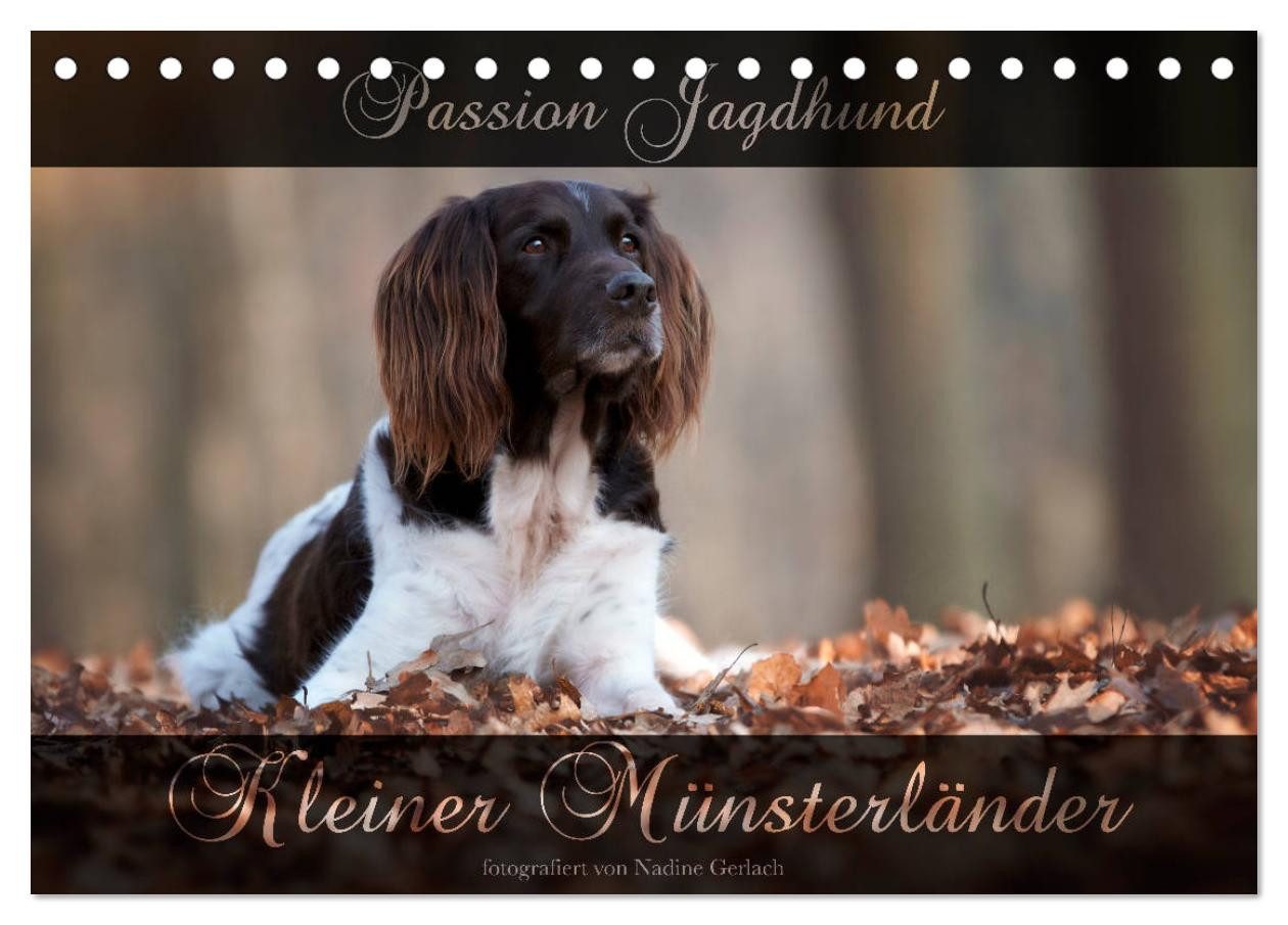 CALVENDO Wandkalender Passion Jagdhund - Kleiner Münsterländer (Tischkalender 2027 DIN A5 qu