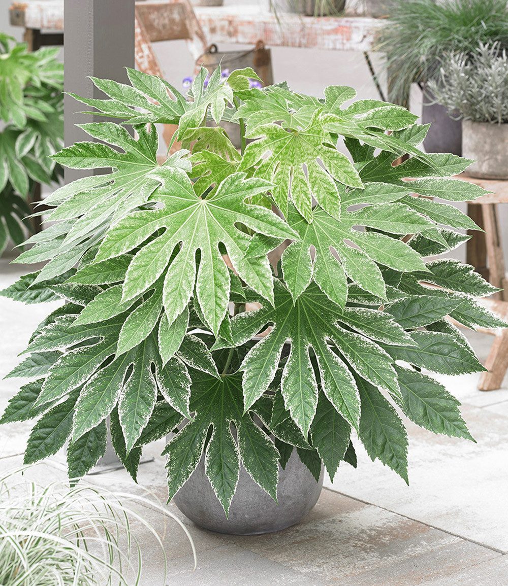 BALDUR Garten Zimmerpflanze Zimmeraralie 'Spiderweb®', 1 St., Grünpflanze, immergrün, pflegeleicht