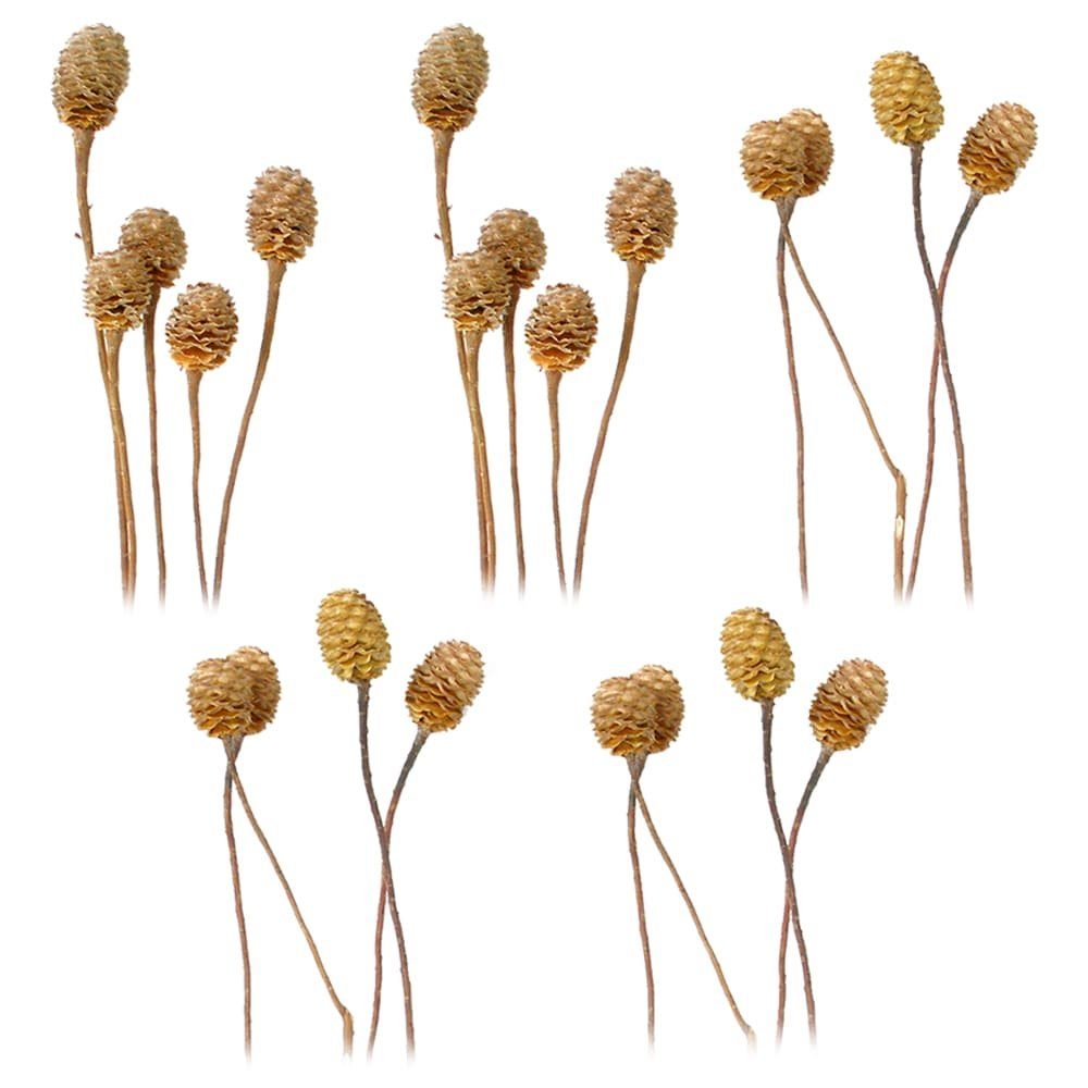 Kunstblume Sabulosumzweige 4-6 Köpfe Trockenblumen natur hell 5er Set Trockenblume, matches21 HOME & HOBBY, Höhe 0 cm