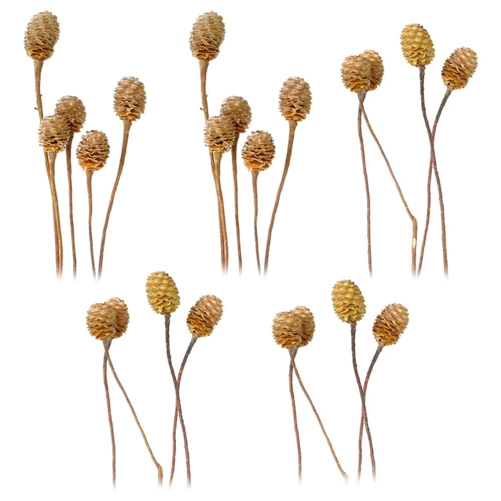 hell Kunstblume matches21 Set 4-6 cm Sabulosumzweige 5er Trockenblume, HOME natur Höhe Köpfe 0 HOBBY, Trockenblumen &