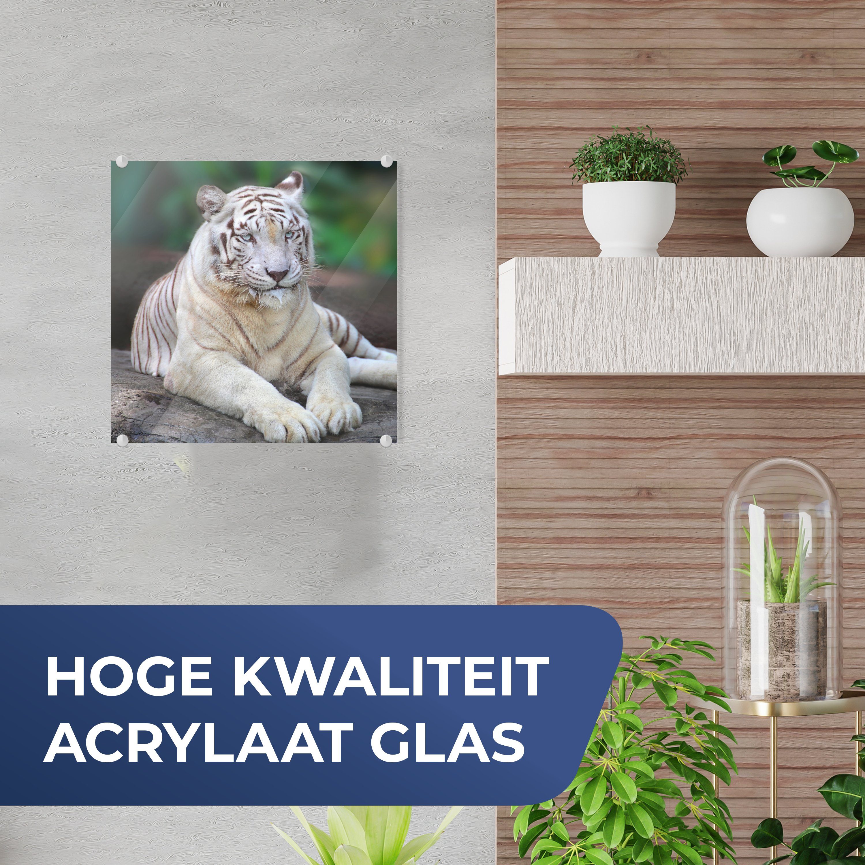 MuchoWow Acrylglasbild Weißer - Glas auf Tiger Wald, - auf Glasbilder Bilder Baumstamm Foto - Wandbild St), Glas (1 - Wanddekoration 