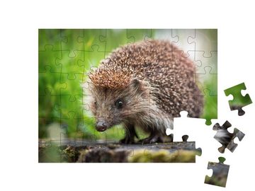 puzzleYOU Puzzle Ein kleiner Igel auf einem Baumstumpf, 48 Puzzleteile, puzzleYOU-Kollektionen Igel, Tiere in Wald & Gebirge
