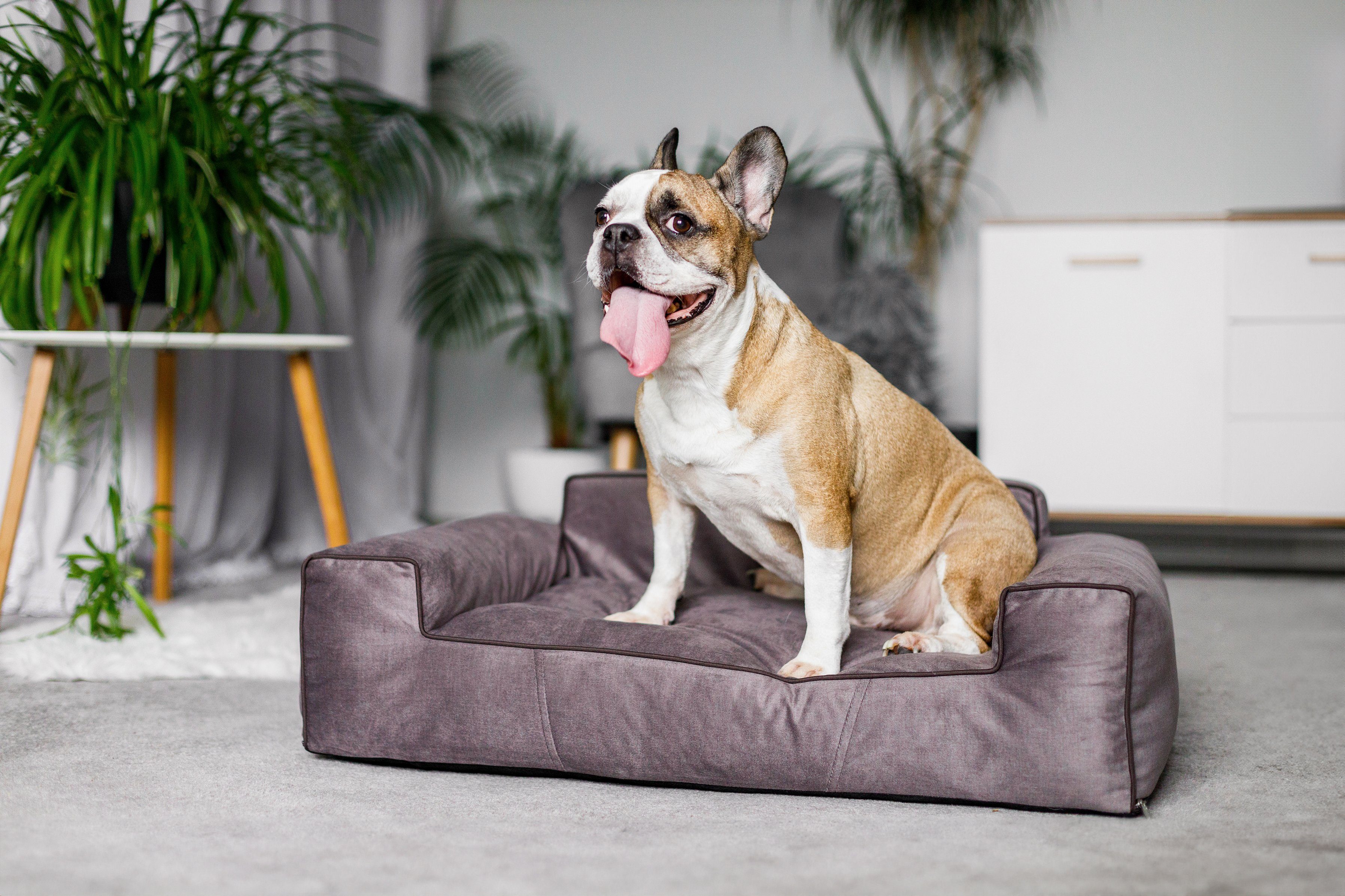 Bjird Tierbett Hundebett LUNA Fancy, Bezug günstig online kaufen