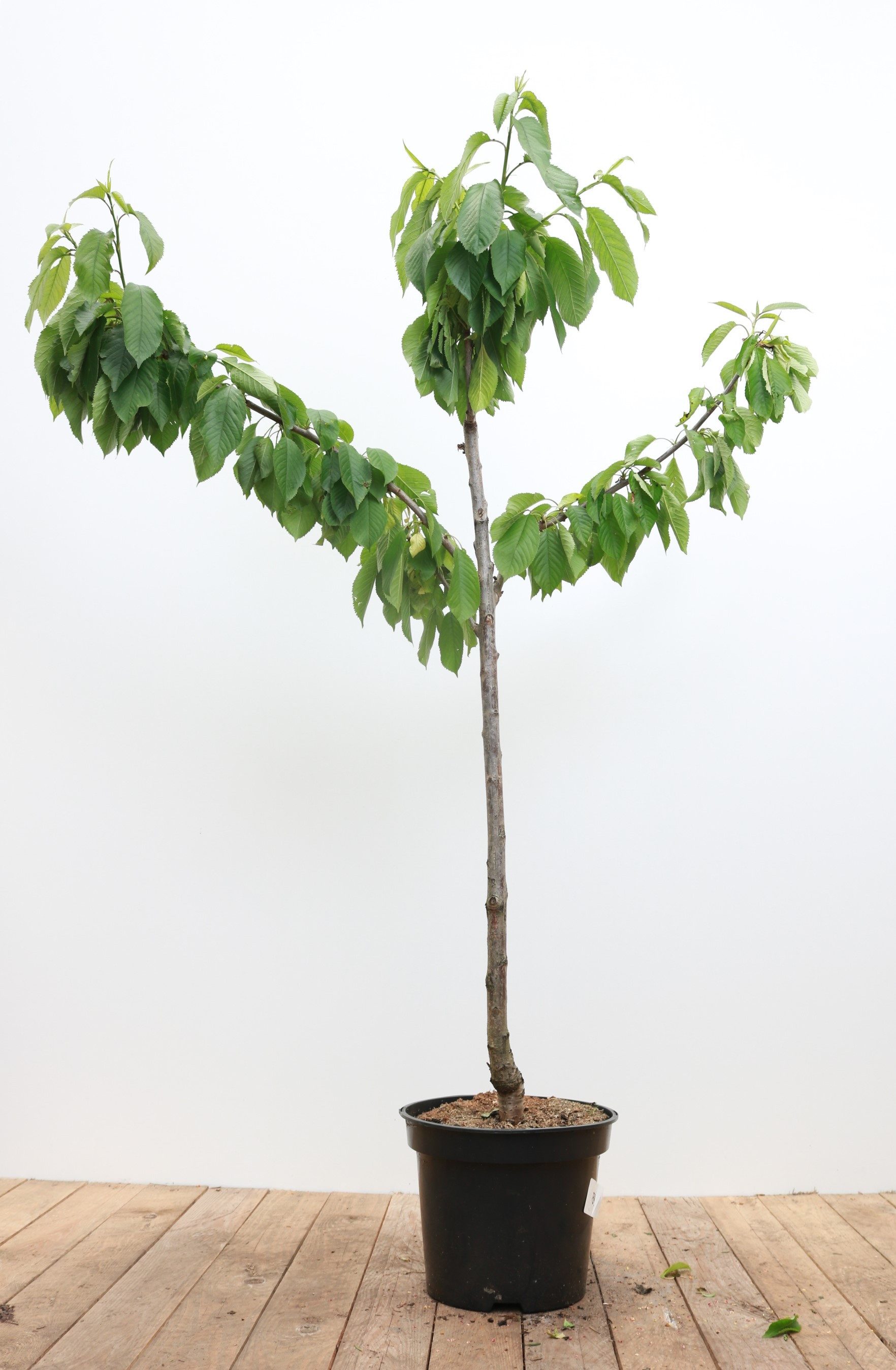 Pflanzen für Dich Obstpflanze Prunus avium Büttners Roter Knorpel, 1 St., Büttners Roter Knorpelkirsche, Süßkirsche, rote Kirschen, süßaromatisch
