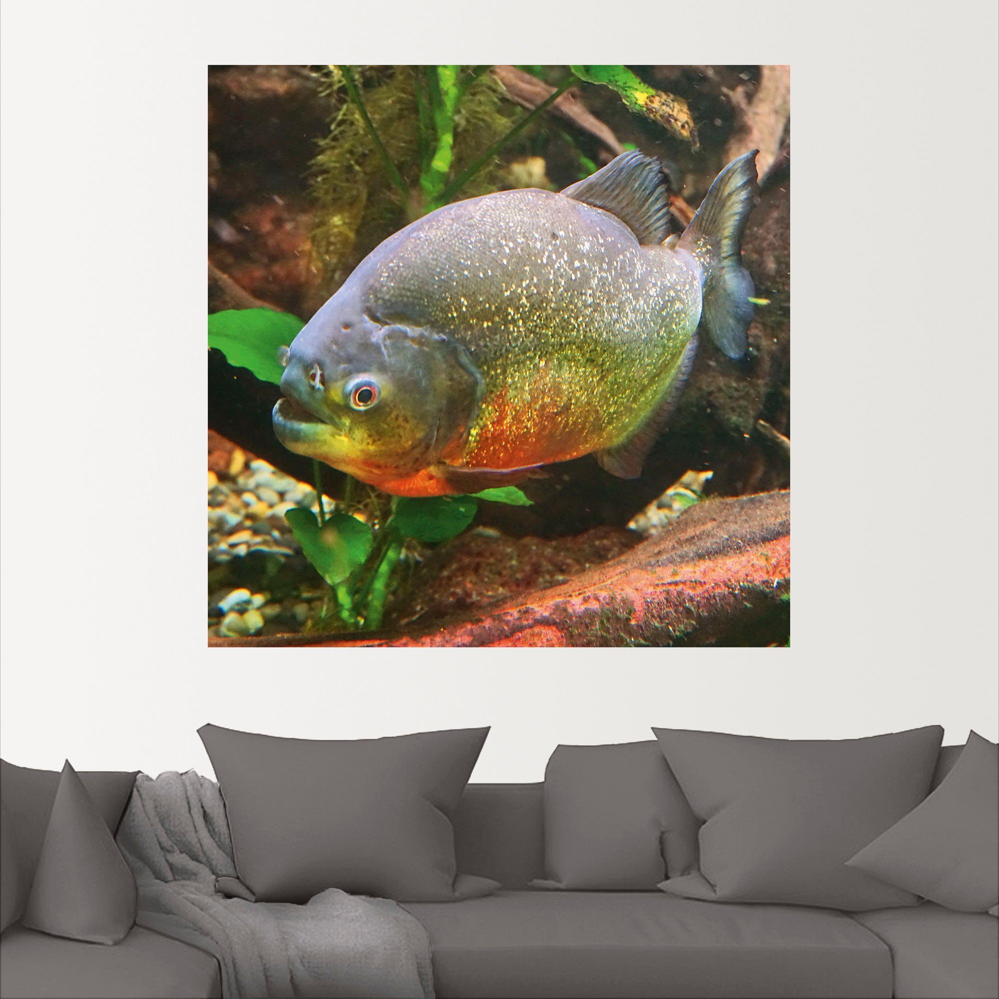 Piranha, Artland oder (1 in Poster Leinwandbild, Wandaufkleber St), versch. Wassertiere Wandbild Größen als Alubild,