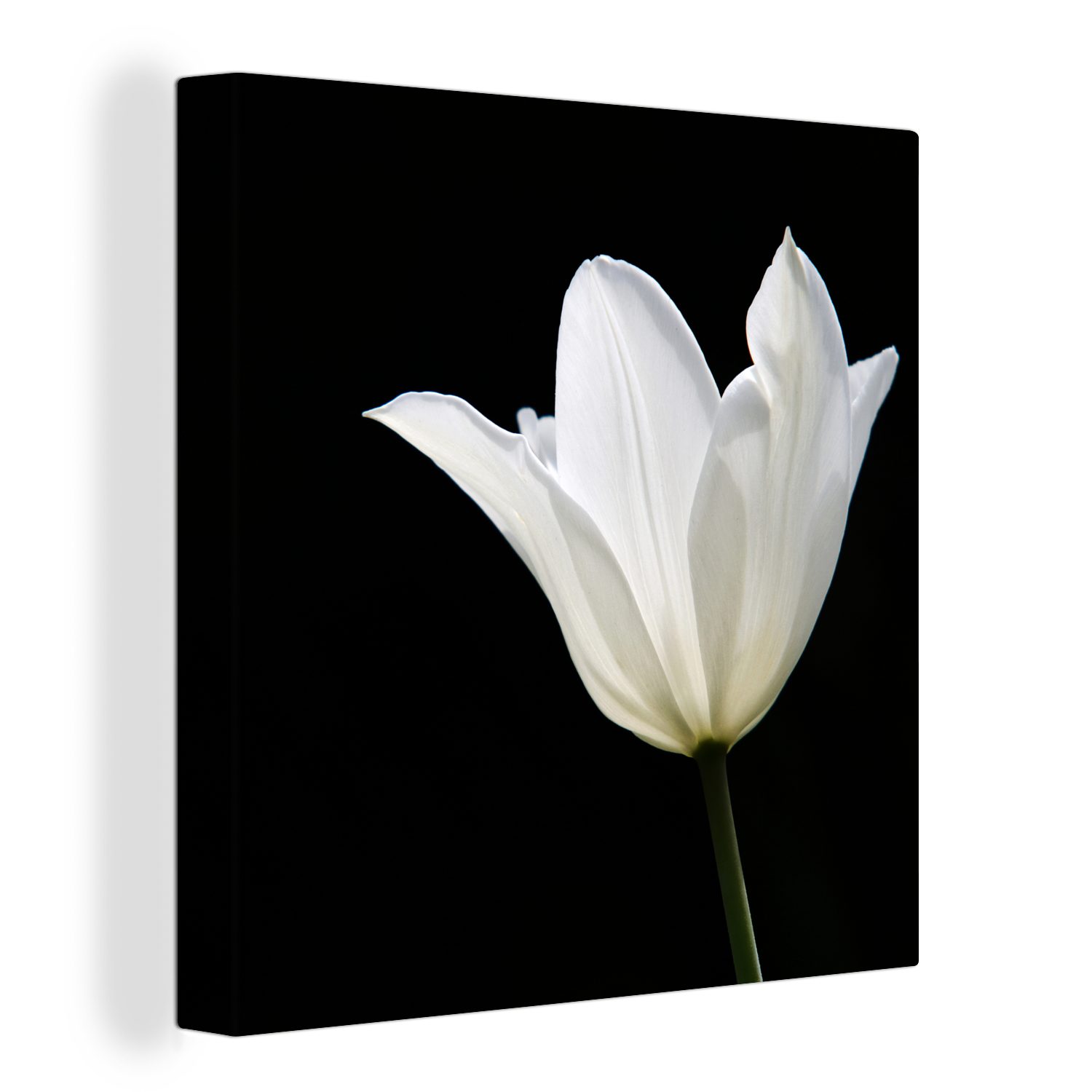 OneMillionCanvasses® Leinwandbild Weiße Tulpe, (1 St), Leinwand Bilder für Wohnzimmer Schlafzimmer | Leinwandbilder