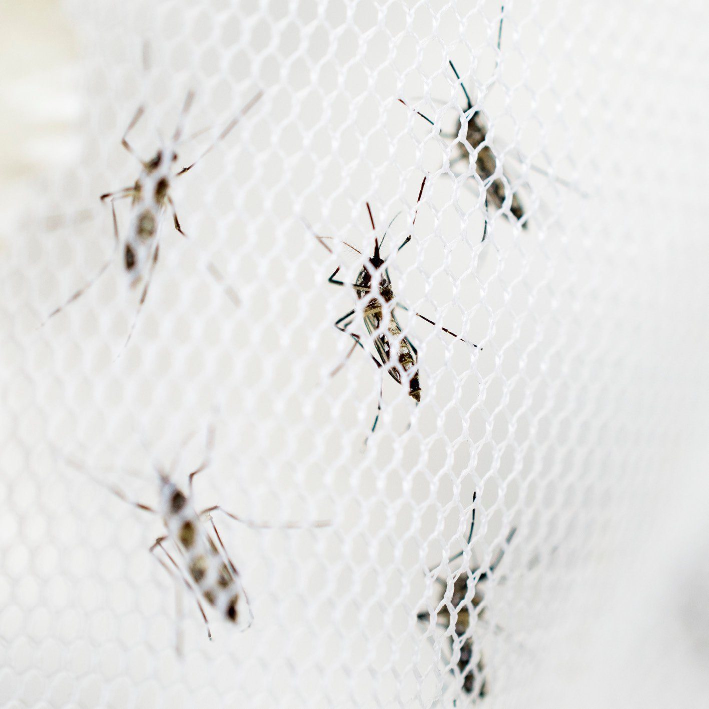 Hoberg Moskitonetz Insekten-Baldachin weiß, Mücken Einzel- Fliegengitter und Doppelbetten 60x1200x250cm Schutz