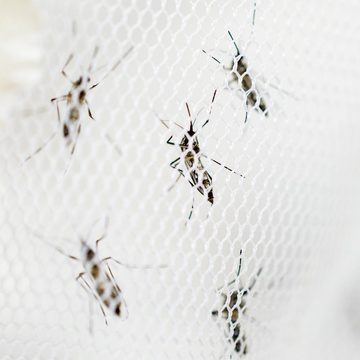 Hoberg Moskitonetz Insekten-Baldachin 60x1200x250cm weiß, Fliegengitter Mücken Schutz Einzel- und Doppelbetten