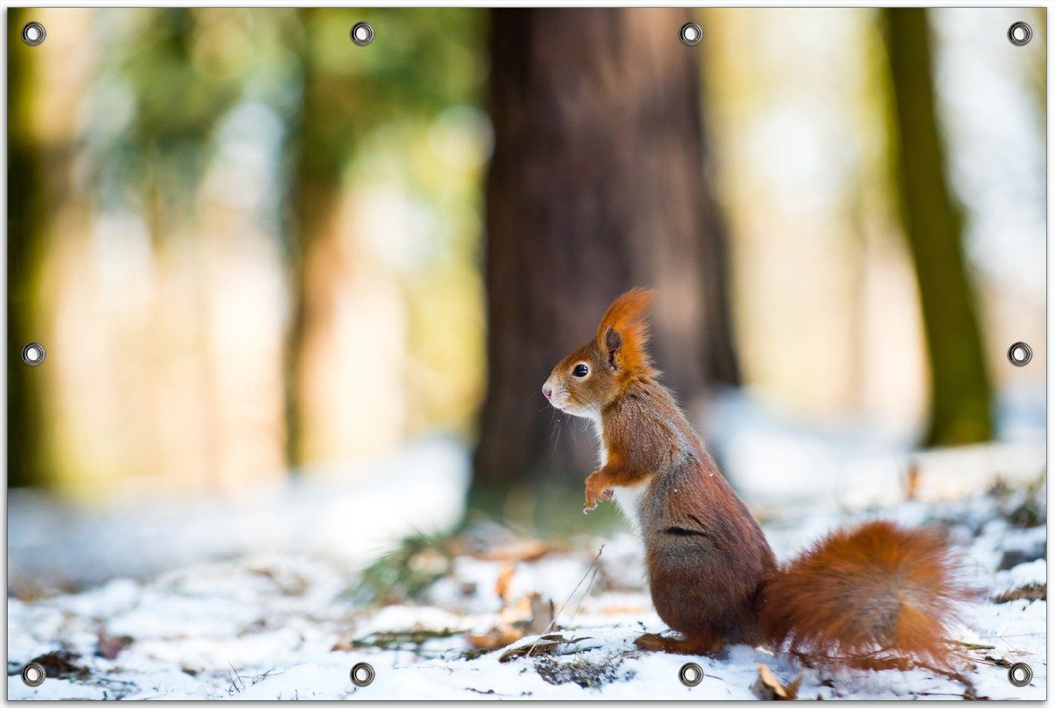 Thumbnail - Wallario Sichtschutzzaunmatten Neugieriges Eichhörnchen im verschneiten Wald, rund