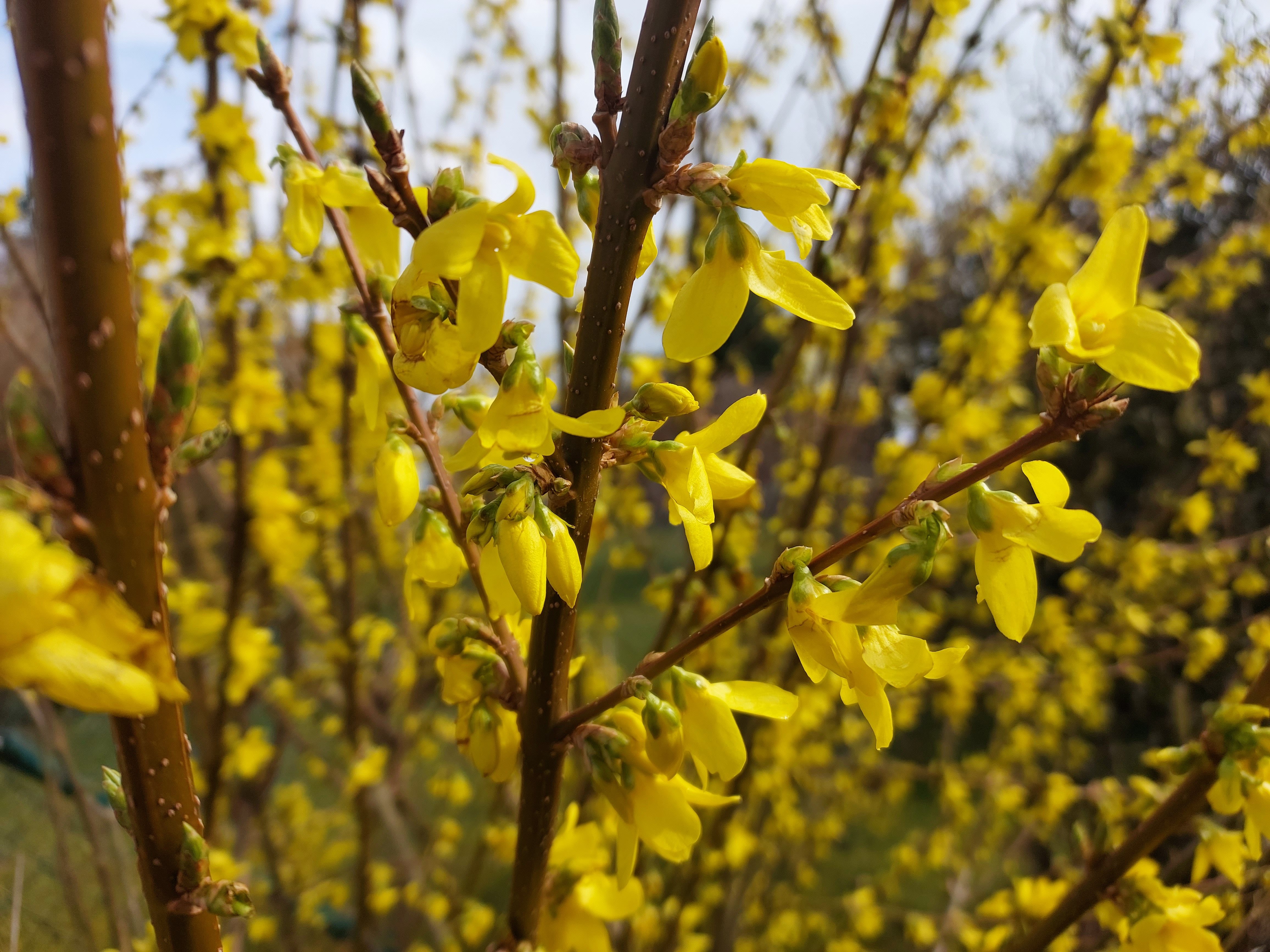 Baumschule Gold Gehölze Forsythie Goldglöckchenstrauch 60-80 cm hoch
