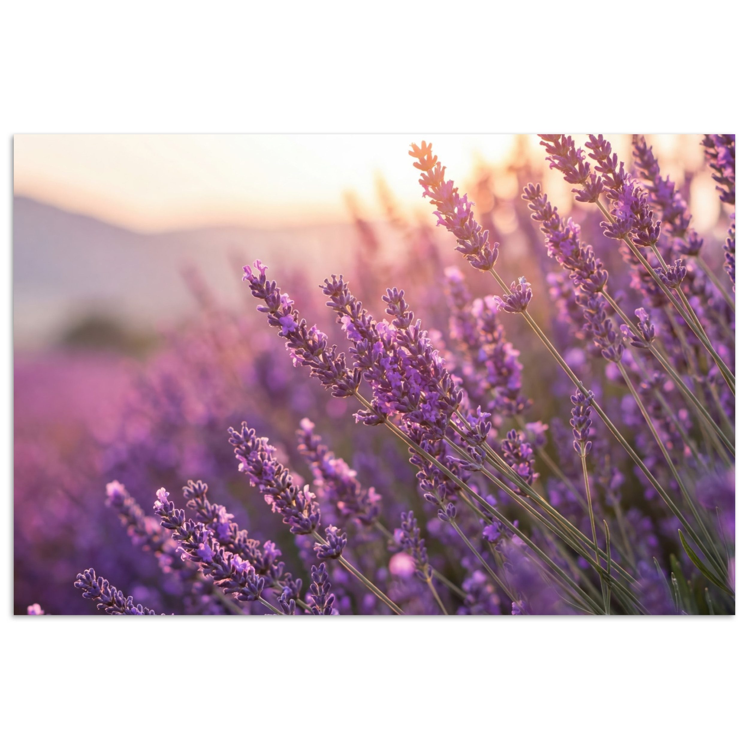 MuchoWow Poster Lavendel - Lila - Sonnenlicht, (1 St), Poster ohne Rahmen, Wandbild, Wandposter, 30x20 cm