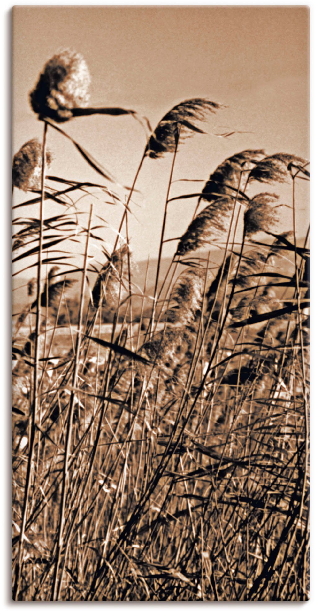 in Artland Gräser St), Wandaufkleber Sepia Alubild, Wandbild als (1 Leinwandbild, Poster Gräser oder versch. II, Größen