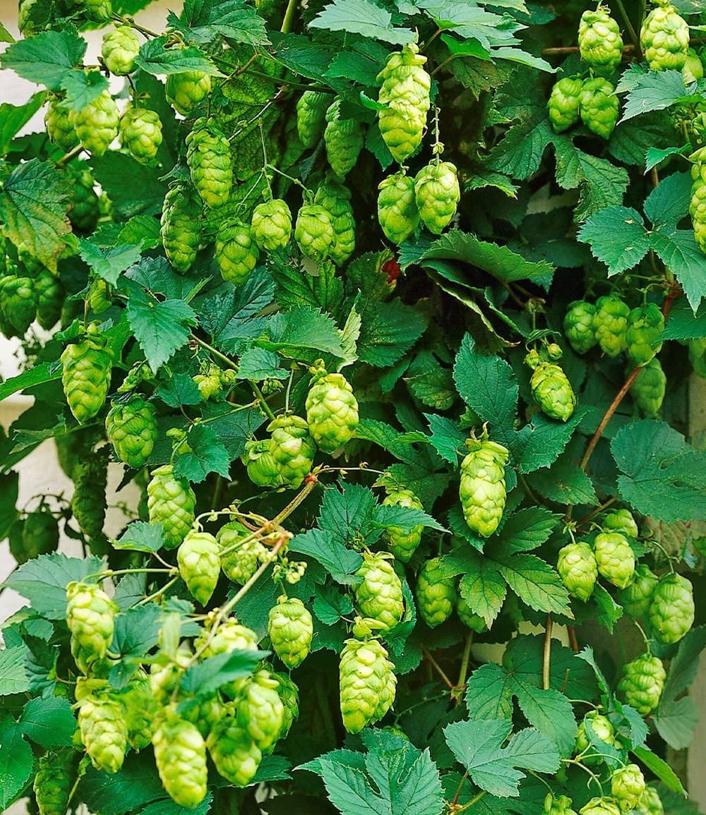 BALDUR Garten Kletterpflanze Hopfen im 1,5-Liter Containertopf, 1 St., Hellgrünrankhilfe, winterhart, mehrjährig, duftend