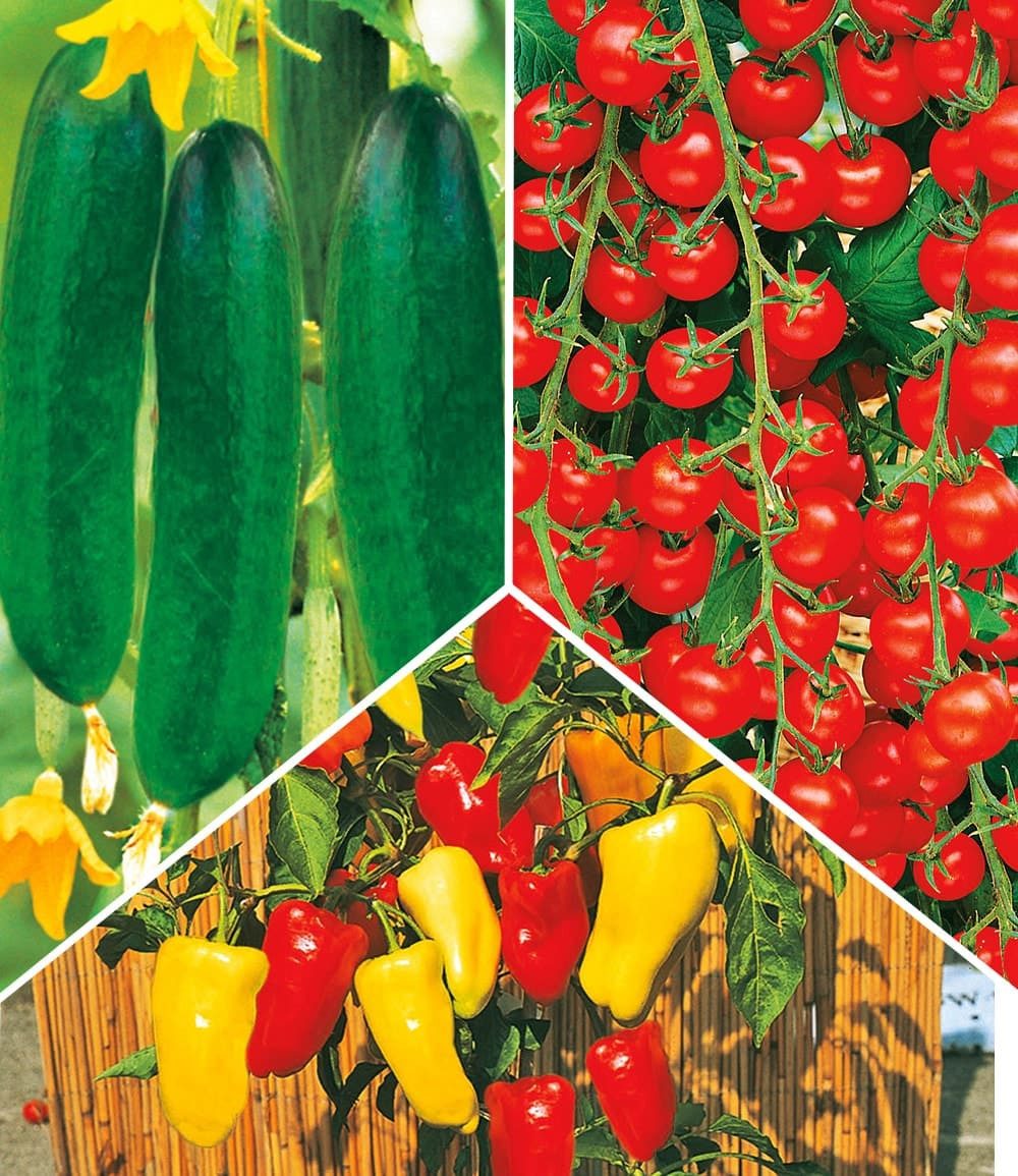 BALDUR Garten Gemüsepflanze Snack-Gemüse Kollektion, 4 St., Kuebel-gemuese, pflegeleicht